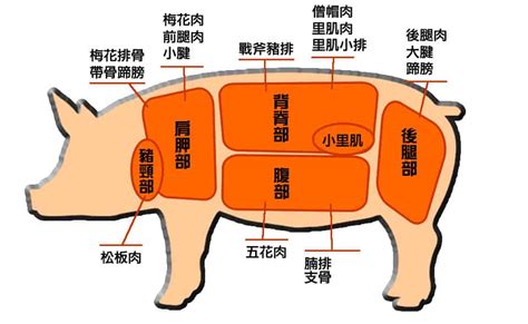 2024 猪 內個意思